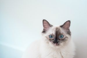 image of a white cat with blue eyes